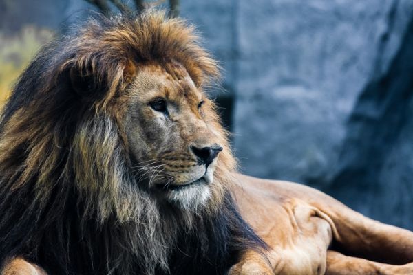 非洲狮雄性.jpg