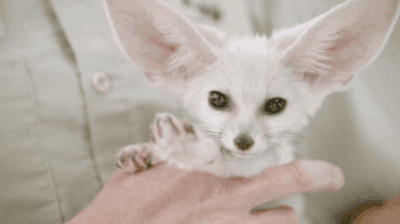 壁纸 动物 猫 猫咪 小猫 桌面 400_224 gif 动态图 动图