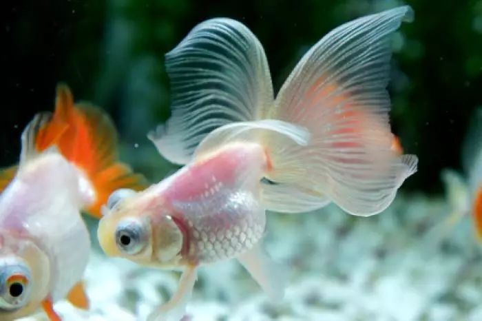 什么金鱼竟然是鲫鱼演化来的