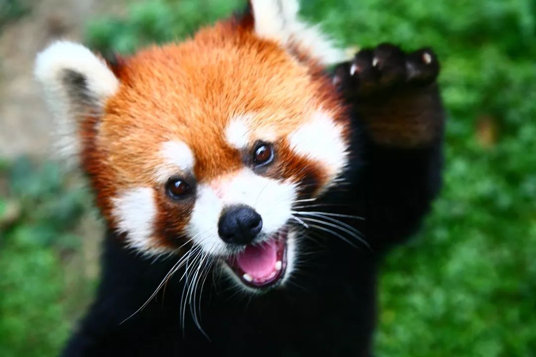 首页 最新动态 快讯   2分钟前   饲养大大,棕熊,长颈鹿,熊猫,火烈鸟