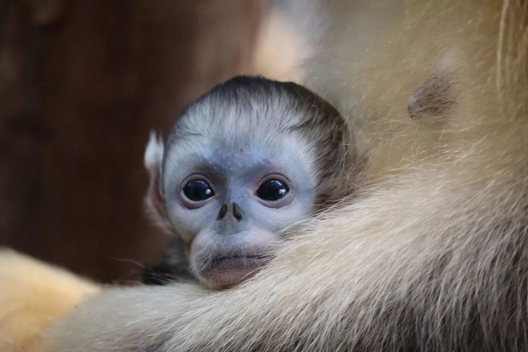 动物园有喜又有新成员加入大家庭啦