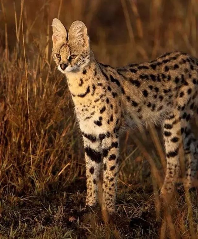 大长腿 高颜值 超强实力=高贵的它,快来pick! | 成都动物园