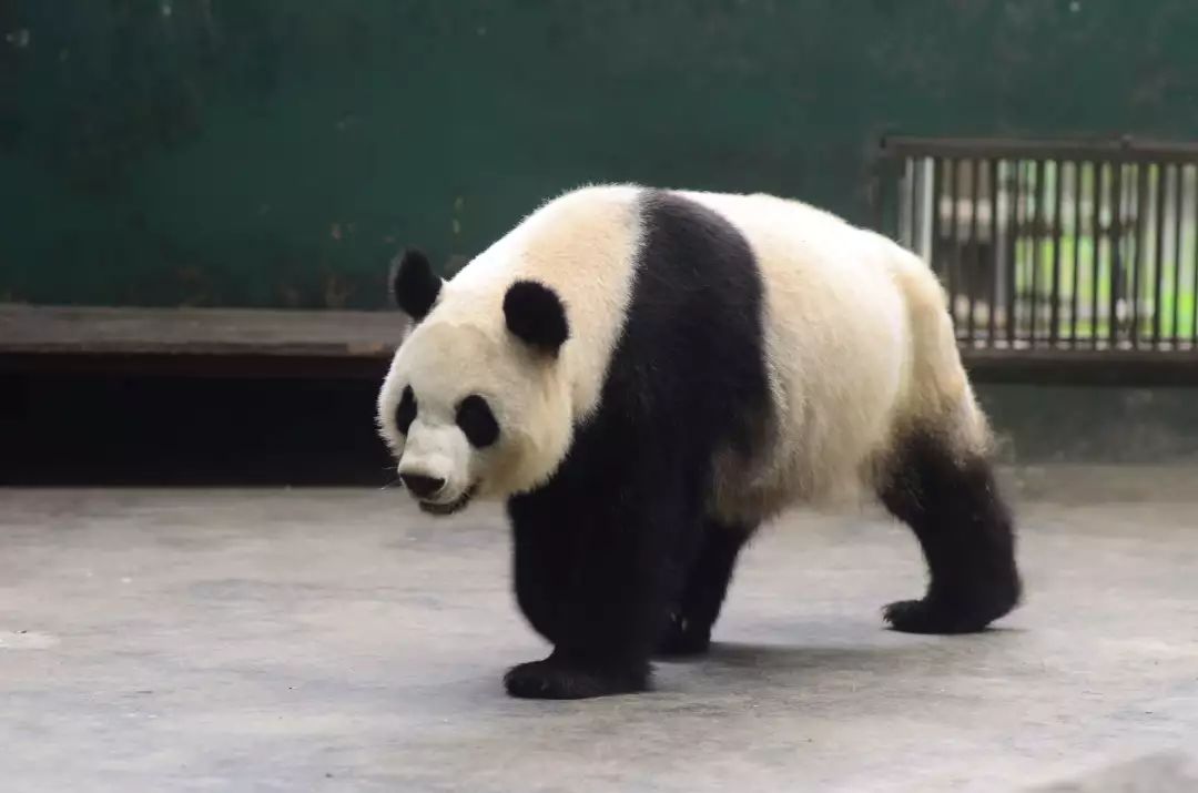 大熊猫娅娅去成都大熊猫繁育研究基地养老