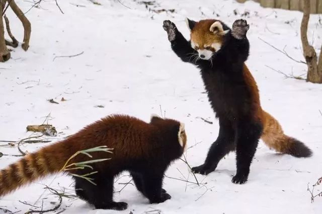 居然超過了熊貓糰子哦! | 成都動物園