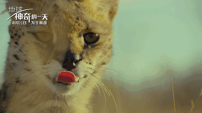 大长腿高颜值超强实力高贵的它快来pick