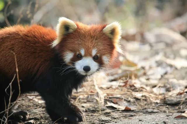 居然超過了熊貓糰子哦! | 成都動物園