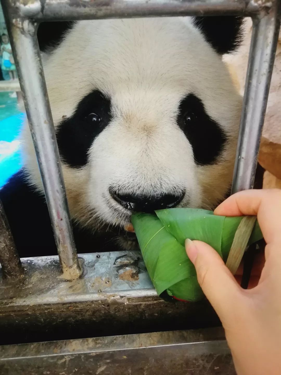 動物園的特製粽子吃過都說好