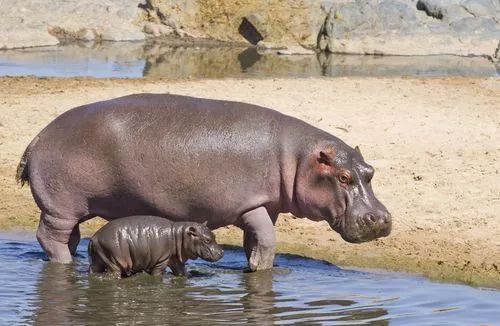 敢和鱷魚當盆友,連獅子都要怕我三分,你說我是誰? | 成都動物園