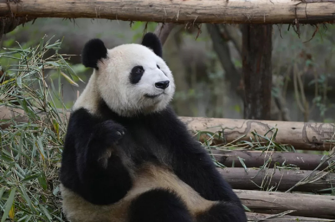 大熊猫莉莉被做成标本图片
