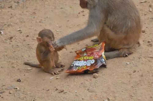 请勿投食! | 成都动物园