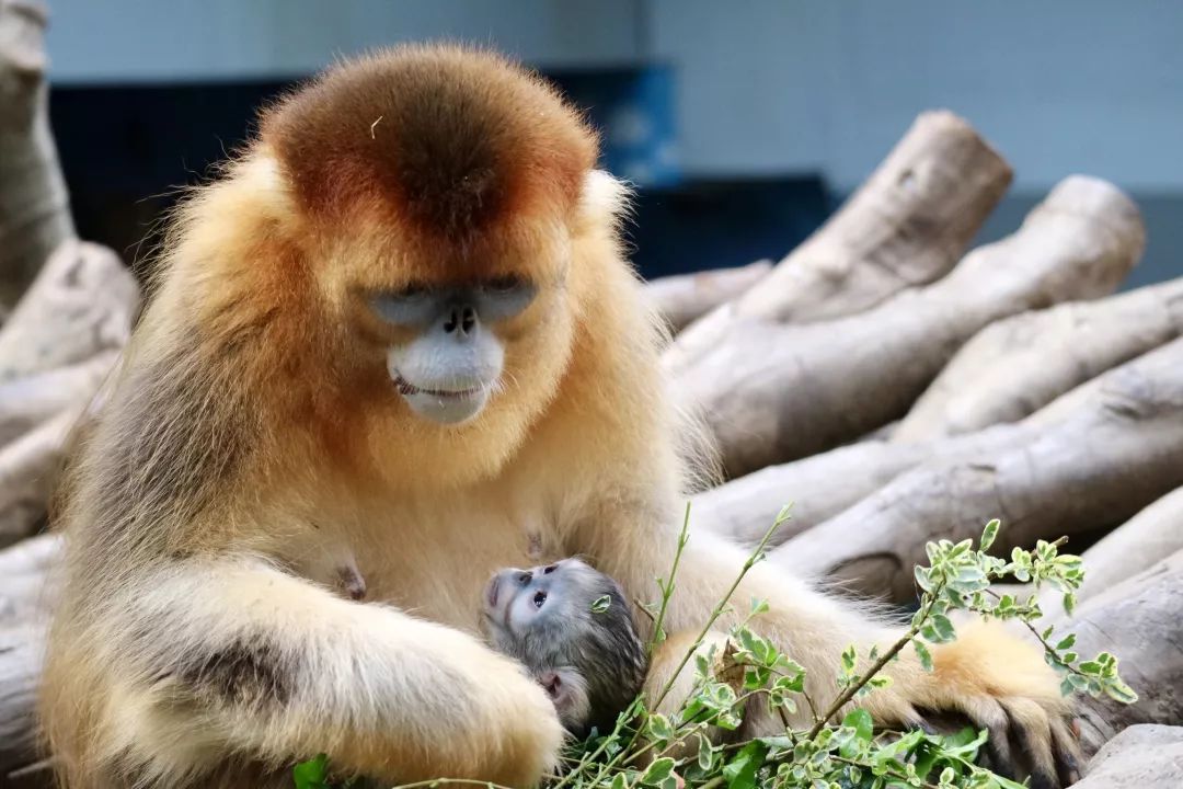 动物园有喜又有新成员加入大家庭啦